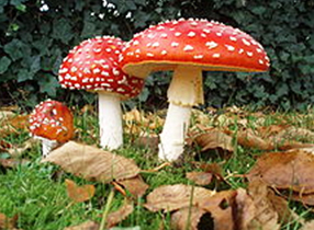 Amanita_muscaria_0